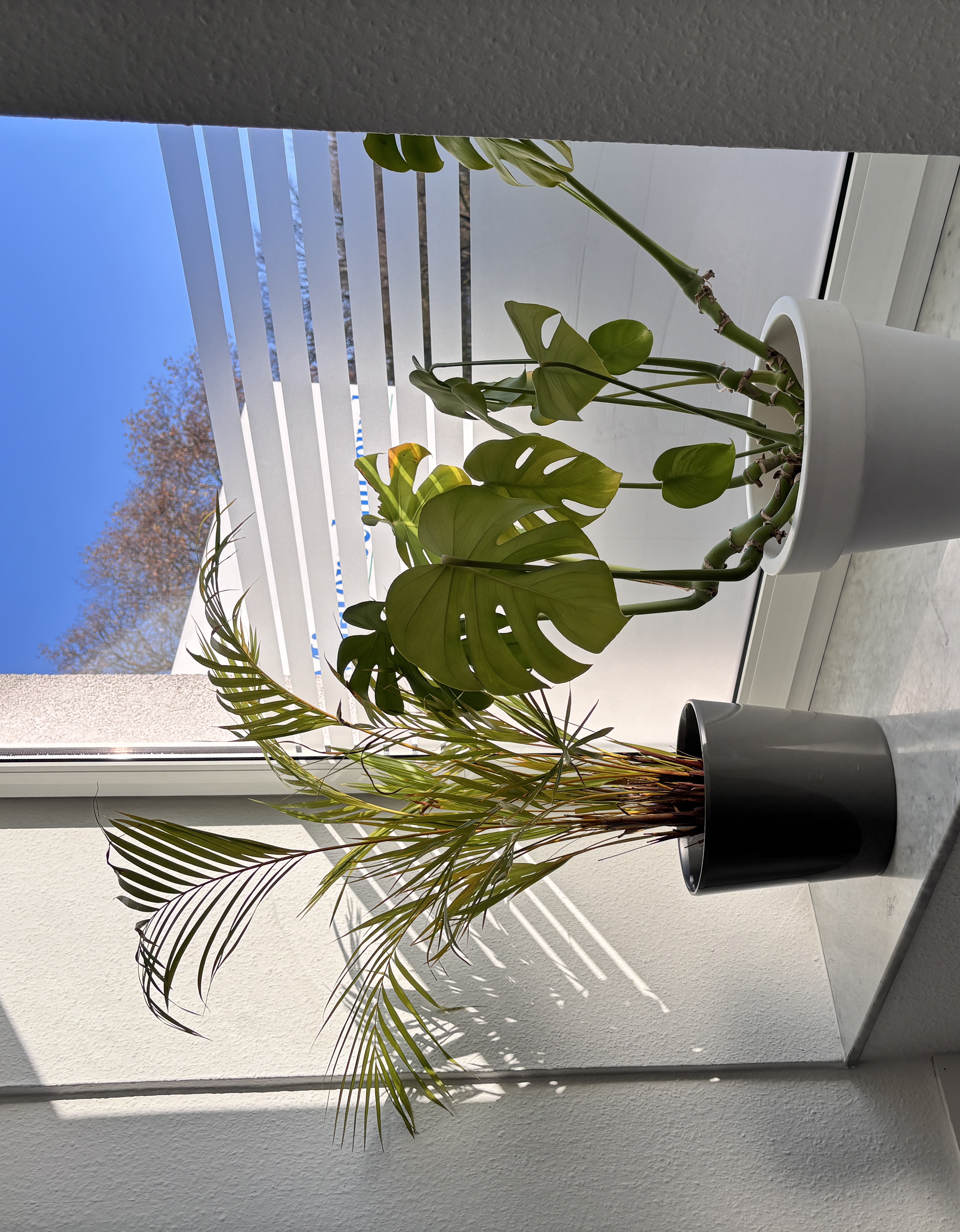Fensterfolierung mit Sichtschutz-Folie